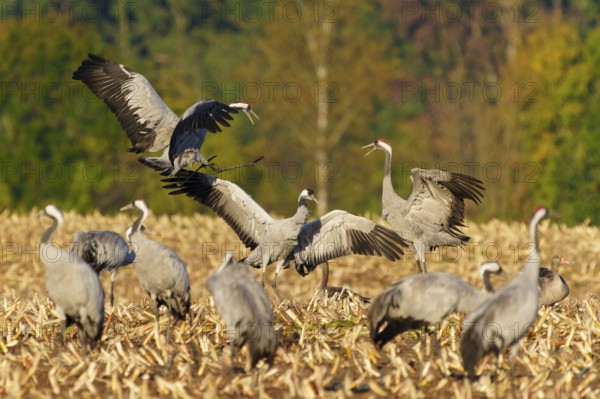 Cranes in dynamic pose in a field in front of an autumnal forest, crane (Grus grus) wildlife,