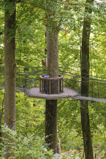Wooden platform floating between tall trees in the forest, Treewalk, Affenberg Salem,