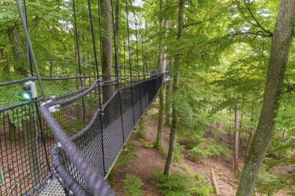 Hanging rope bridge in the forest with ropes leading through the treetops, Treewalk, Affenberg