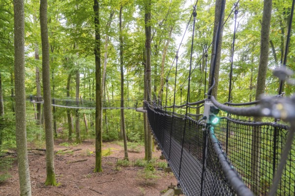 Hanging rope bridge between trees in the forest under bright, green canopy, Treewalk, Affenberg