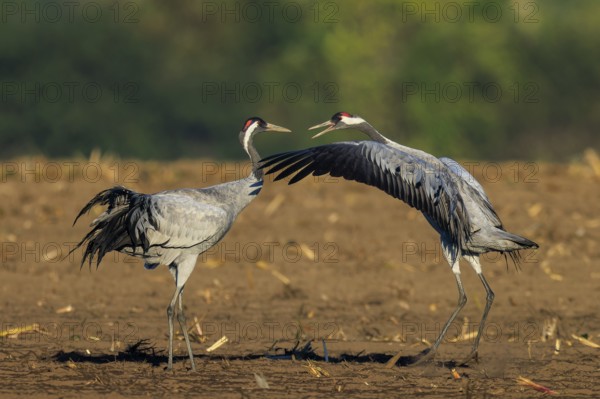 Two cranes in a field, one raising wings during an interaction, crane (Grus grus) wildlife, Western
