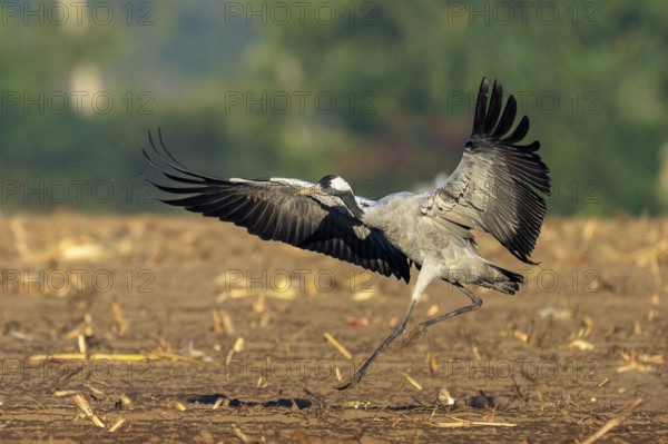 Crane landing in a field against a wooded background, crane (Grus grus) wildlife, Western Pomerania