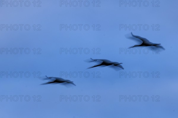 Three flying cranes with blurred effect in blue sky, crane (Grus grus) wildlife, Western Pomerania