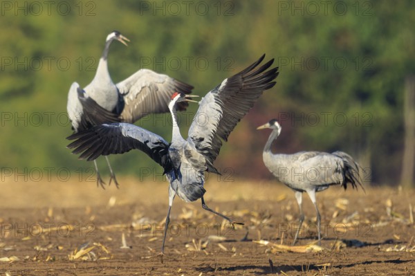 Three cranes that seem to be dancing together, crane (Grus grus) wildlife, Western Pomerania Lagoon