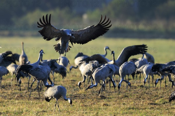Cranes in an open field. A bird raises its wings in flight, Crane (Grus grus) wildlife, Western