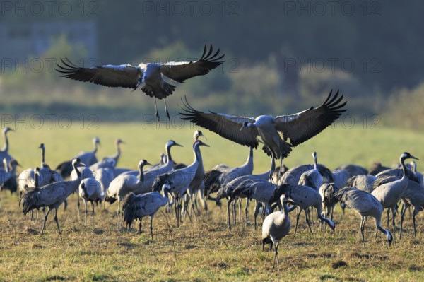 Two cranes fly synchronously over a dense group in a meadow, Crane (Grus grus) wildlife, Western