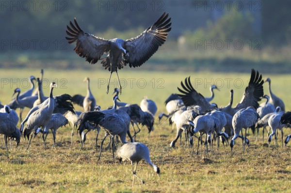 Cranes gather in a field. A bird hovers across the ground, crane (Grus grus) wildlife, Western
