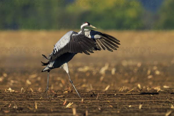 Single crane spreading its wings in a field, earthy background, crane (Grus grus) wildlife, Western