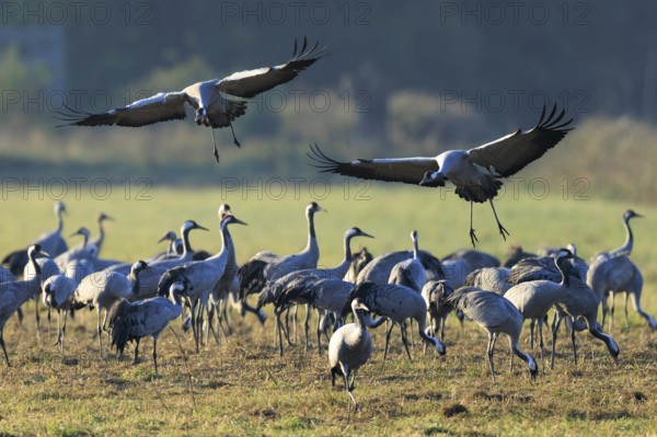 Two cranes fly over a large group on a lush green meadow, Crane (Grus grus) wildlife, Western