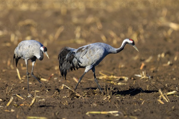 Two cranes walk side by side in a field, crane (Grus grus) wildlife, Western Pomerania Lagoon Area