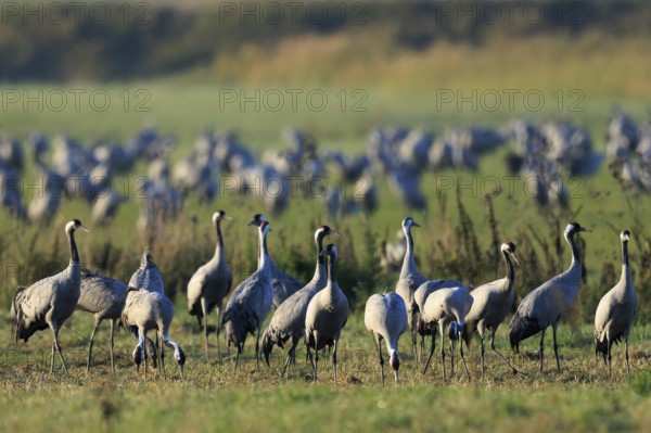 Group of cranes standing on a green field surrounded by nature, crane (Grus grus) wildlife, Western