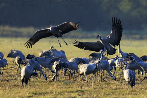 Large swarm of cranes in a field, two flying with wide wings, crane (Grus grus) wildlife, Western