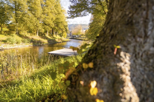 Close-up view of a tree on the riverbank with autumnal foliage and footbridge, Nagold, Black