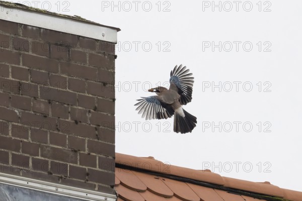 A jay (Garrulus glandarius) with an acorn in its beak flies near a chimney over a tiled roof in an