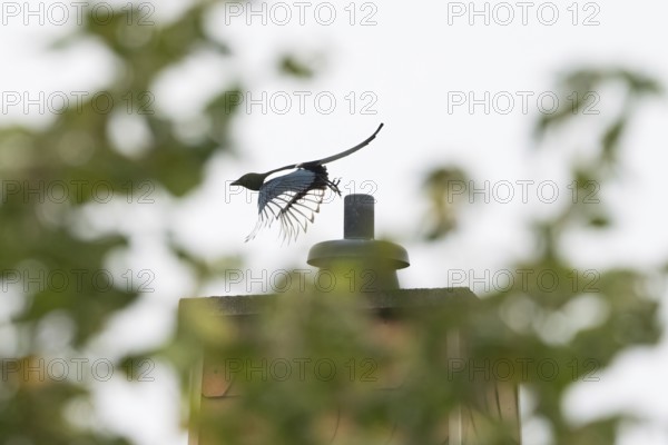 Departure of a magpie (pica pica) from a chimney, blurred landscape with trees in the foreground,