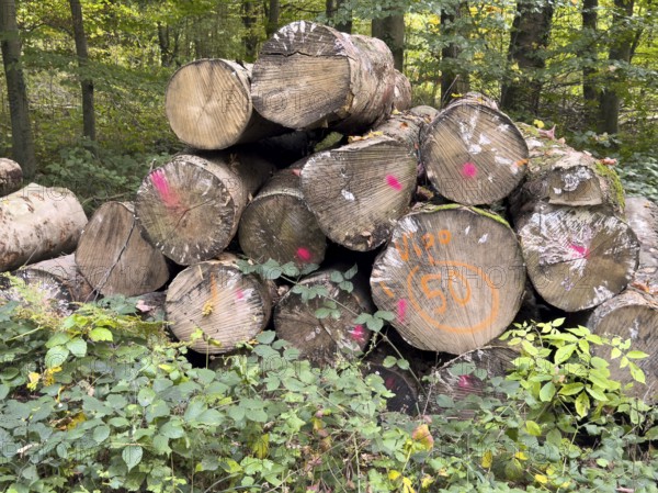 Felled sawn stacked marked tree trunks of deciduous trees are ready for removal on the edge of