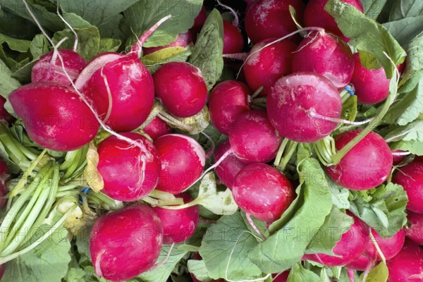 Garden radish (Raphanus sativus) picked radishes vegetarian raw diet vegan healthy diet food,
