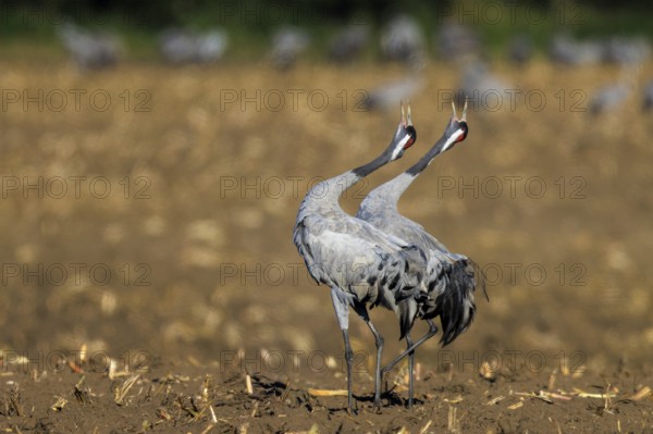 A pair of cranes perform a mating dance in a sunny field, Crane (Grus grus) wildlife, Western