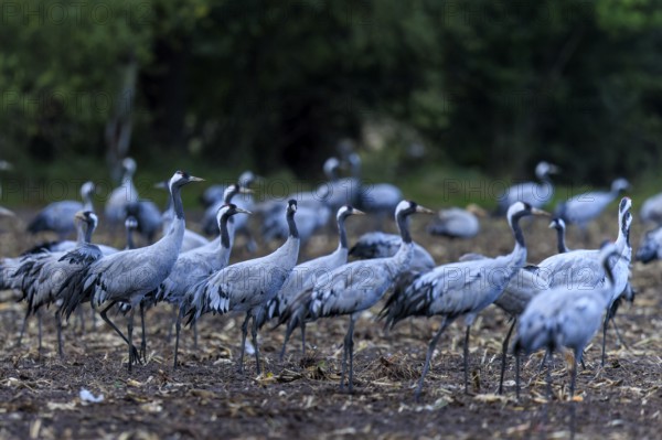 Several cranes gather in an autumnal field in front of a forest, Crane (Grus grus) wildlife,
