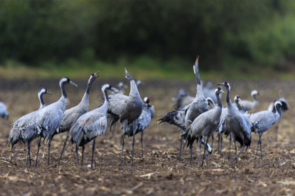 Group of cranes in a field interacting with each other, crane (Grus grus) wildlife, Western