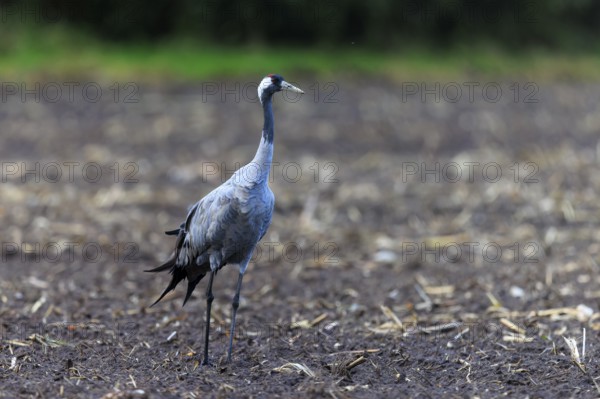 Single crane on a wide, open brown field, crane (Grus grus) wildlife, Western Pomerania Lagoon Area