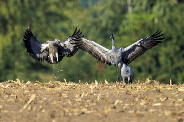 Cranes with spread wings in a field, green background, crane (Grus grus) wildlife, Western