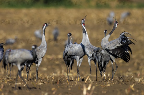Several cranes stand and communicate in a field, crane (Grus grus) wildlife, Western Pomerania