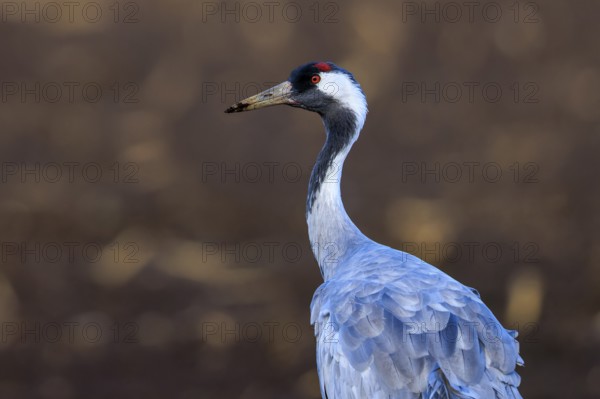 Close-up of a crane with a distinctive red head against a brown background, crane (Grus grus)