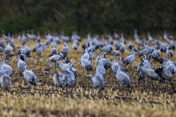 A swarm of cranes gathers in a field, Crane (Grus grus) wildlife, Western Pomerania Lagoon Area