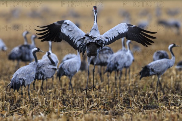 Crane returns to a field while others stand in the background, Common Crane (Grus grus) wildlife,
