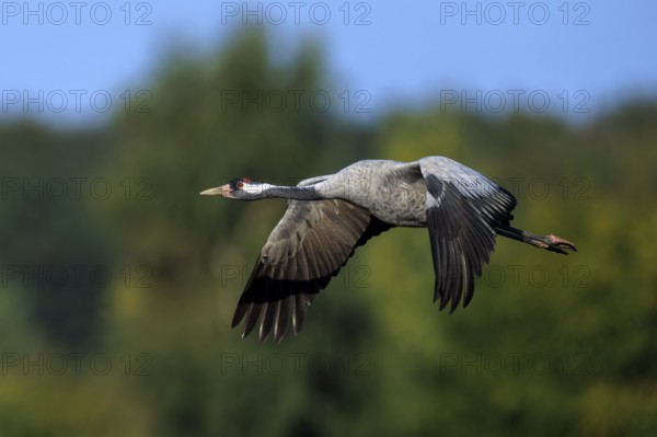 A crane flies sideways against a wooded background, crane (Grus grus) wildlife, Western Pomerania