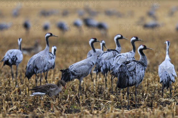 Group of cranes and a goose in a harvested field, crane (Grus grus) wildlife, Western Pomerania