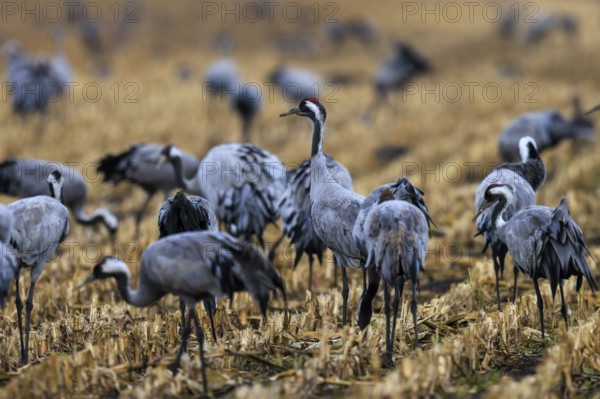 Several cranes stand in a harvested field, some interacting with each other, crane (Grus grus)