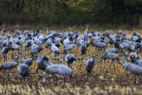Closely packed group of cranes in a field, surrounded by trees in the background, crane (Grus grus)