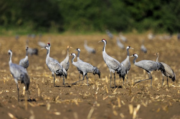 A group of cranes stands on a harvested field with green background, crane (Grus grus) wildlife,