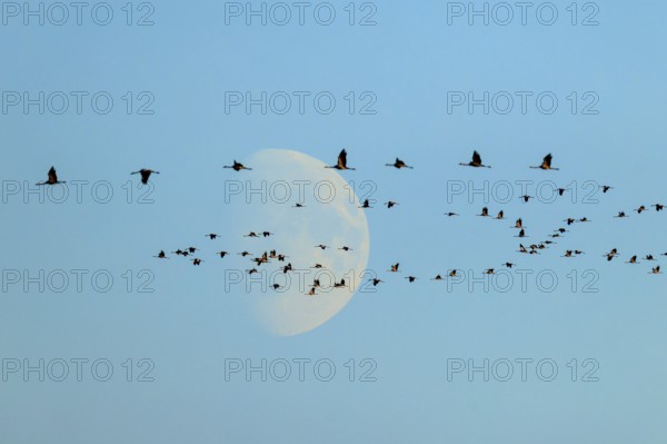 A flock of birds flies elegantly in front of the moon in the morning, Crane (Grus grus) wildlife,