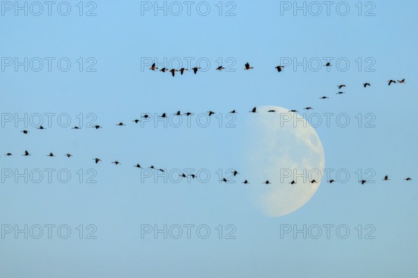 Bird migration in the morning sky with the moon in the background, crane (Grus grus) wildlife,