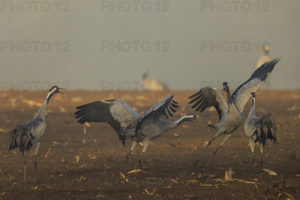 Group of cranes moving at foggy dawn, crane (Grus grus) wildlife, Western Pomerania Lagoon Area