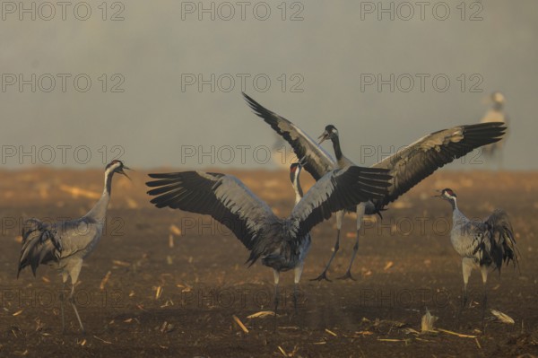 Cranes in a group flap their wings in a field, crane (Grus grus) wildlife, Western Pomerania Lagoon