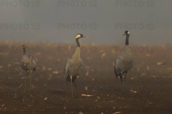 Three cranes in a field in foggy morning light, Crane (Grus grus) wildlife, Western Pomerania