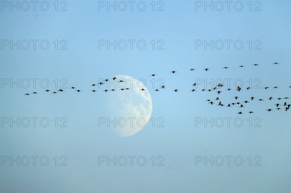 Swarm of cranes flying in the sky against a large moonbackdrop, crane (Grus grus) wildlife, Western