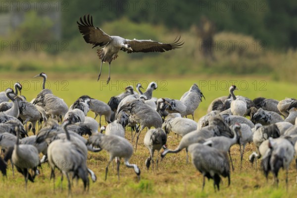Crane flying over a large group of cranes in a meadow, crane (Grus grus) wildlife, Western