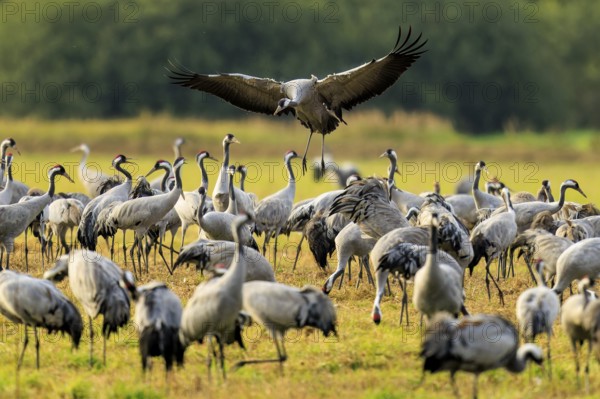 Many cranes in a meadow, one flying over the group, crane (Grus grus) wildlife, Western Pomerania