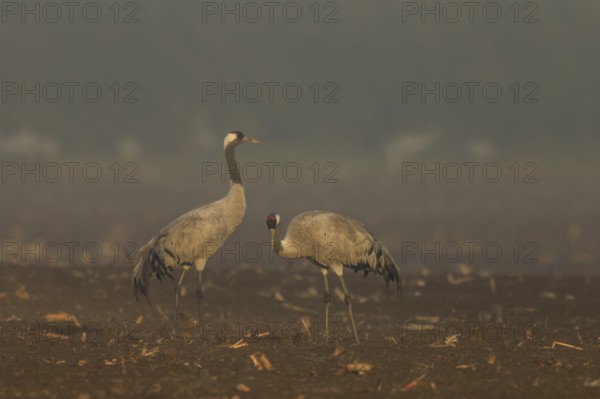 Two cranes stand quietly in foggy morning light, Crane (Grus grus) wildlife, Western Pomerania