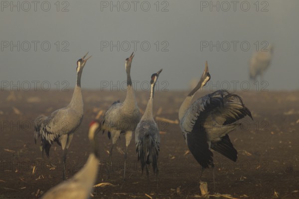 Several cranes call in a foggy field, crane (Grus grus) wildlife, Western Pomerania Lagoon Area