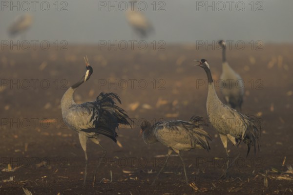 Cranes gather in a foggy field at dawn, Crane (Grus grus) wildlife, Western Pomerania Lagoon Area