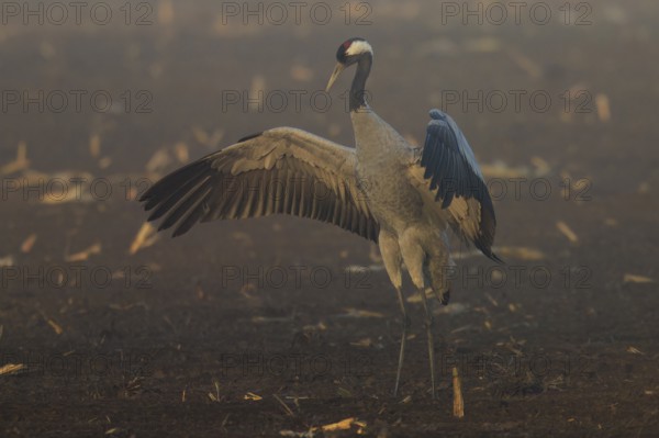 A crane stands with wings spread out in the morning fog in a field, crane (Grus grus) wildlife,