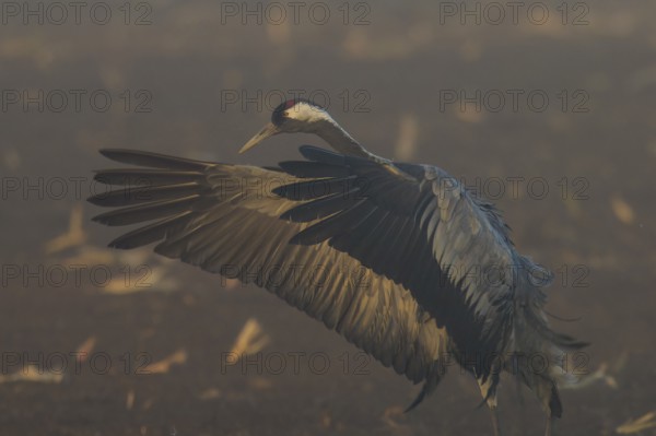 Close-up of a crane with spread wings against a foggy background, crane (Grus grus) wildlife,