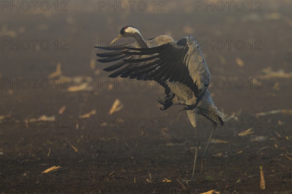 A crane spreads its wings in a dynamic movement in the field, Crane (Grus grus) wildlife, Western