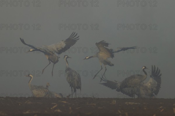 Cranes landing and flying in fog in an open field, crane (Grus grus) wildlife, Western Pomerania